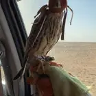 باشق طرح اليوم على السوم50