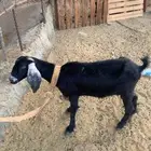 معزا
