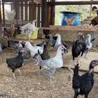 فراريج بلدي وفيومي