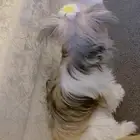 كلب انثى اسمها نوني عمرها سنه وثلاث اشهر