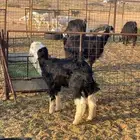 رخل. نجديه. الحال وسط. وصحه طيبه. عمره 4 ش