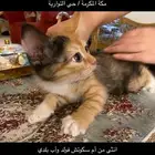 للتبني