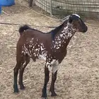 تيوس جذعان فل شحم