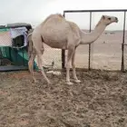 مفروده بريه طيبه بالحيل ماشالله الموقع مرات