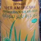 بذور ذره سودانيه
