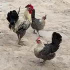 دجاجتين فيومي
