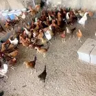 دجاج فروج للبيع
