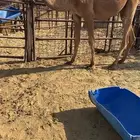 ابل