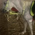 خيل للبيع جزيري