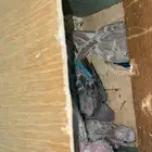 ذكر وانثتين بادجي بعيالها 2