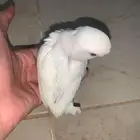 فرخ روز البينو اليف و نشبه عيون حمر غر