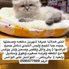 قطة كيتن هملايا مع شهادة التطعيم