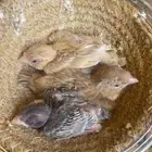 فروخ كناري