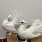 للبيع رقاصي منتج