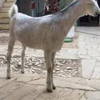 جفره للبيع طيبه ومقفله شحم