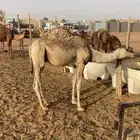 قعودين بلدي لبانيات