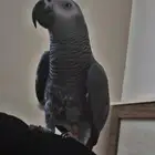 ببغاء كاسكو