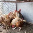 دجاج بلدي من ارثلاثه الى اربعه اشهر