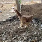 دجاجه براهما العمر 4شهور