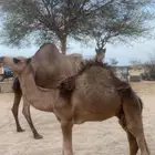 قعود علا حليب امه نضيف وبري
