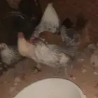 دجاج بياض للبيع العدد 13بهن ديكين الموقع الشملي