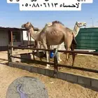 صعود
