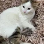 قط ضائع