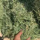 للبيع برسيم صافي شد 80وطالع