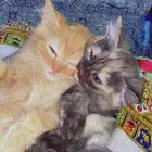 بدون بوكس قطط