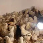 صوص بلدي للبيع