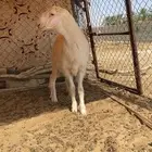 غنم