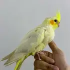 كروان لاتينو أليف وهادئ للبيع