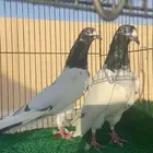 حمام تيدي جونسرات