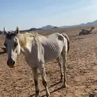 حصان للبيع على جميع الشروط