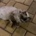 قطة