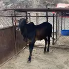 حسيل ذكر