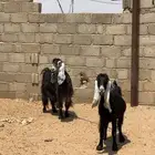 معزا دفيع مقاريب فحص سونار
