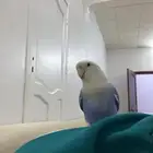ذكر اليف عمور ما كمال سنه