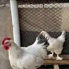 دجاج ابرهما