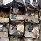 حمام باكستاني