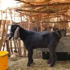 تيس فحل