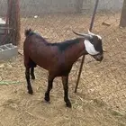 تيوس مشاريع فحول