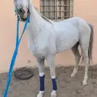 خيل