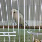 طير روز انثى