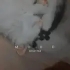قطوه انثى للبيع