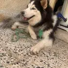كلب ضايع هاسكي عيونه زرقا لونه اسود و ابيض ضاع يمك له اسبوع