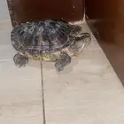 حيوانات
