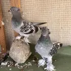 حمام تركي