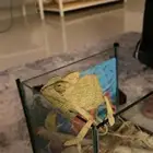 سحليه للبيع
