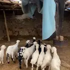 بهم ذبايح كفو للبيع